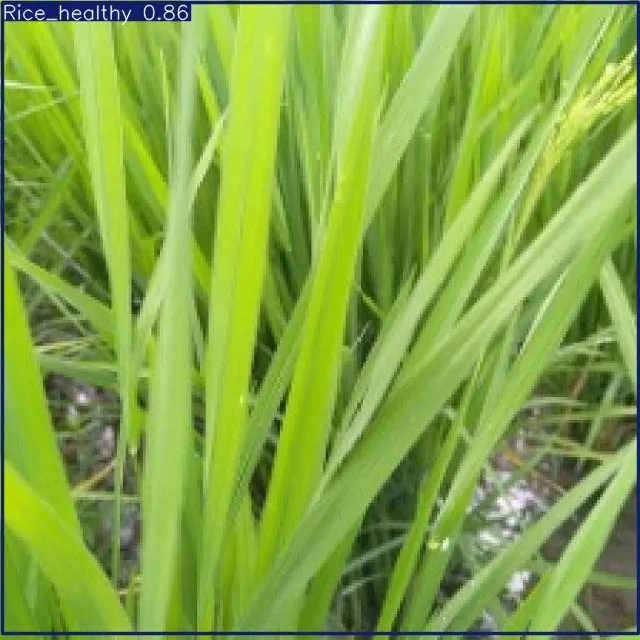 AI crop-vision detection labelling healthy rice plants with a confidence score