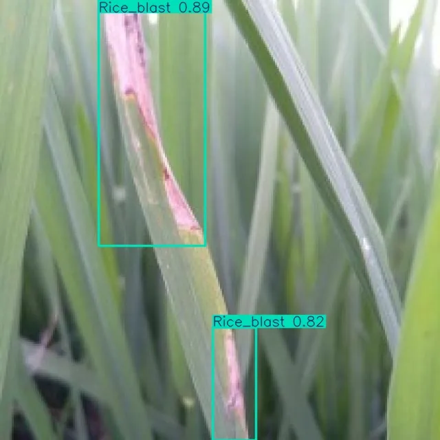 AI detection of rice blast disease on infected leaves, marked with bounding boxes and confidence scores