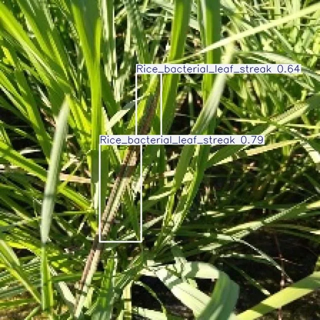 AI detection of bacterial leaf streak in a rice crop, marked with bounding boxes