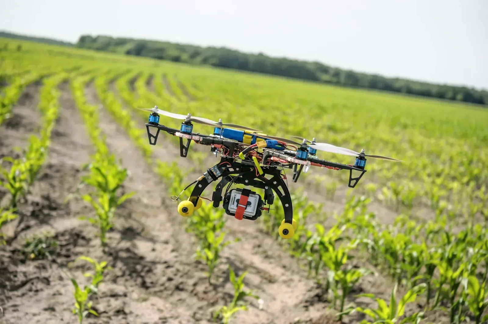 Quadcopter drone with camera flying low between young crop rows