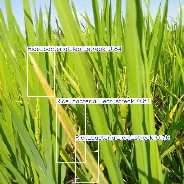 AI detection of bacterial leaf streak across a paddy field with multiple labelled detections