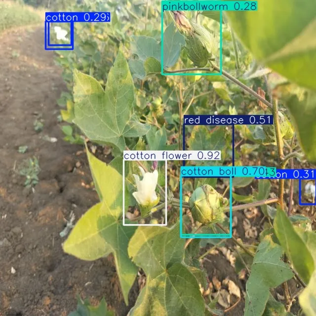 AI vision analysis of a cotton crop identifying cotton bolls, flowers, pink bollworm, and red disease with labelled boxes